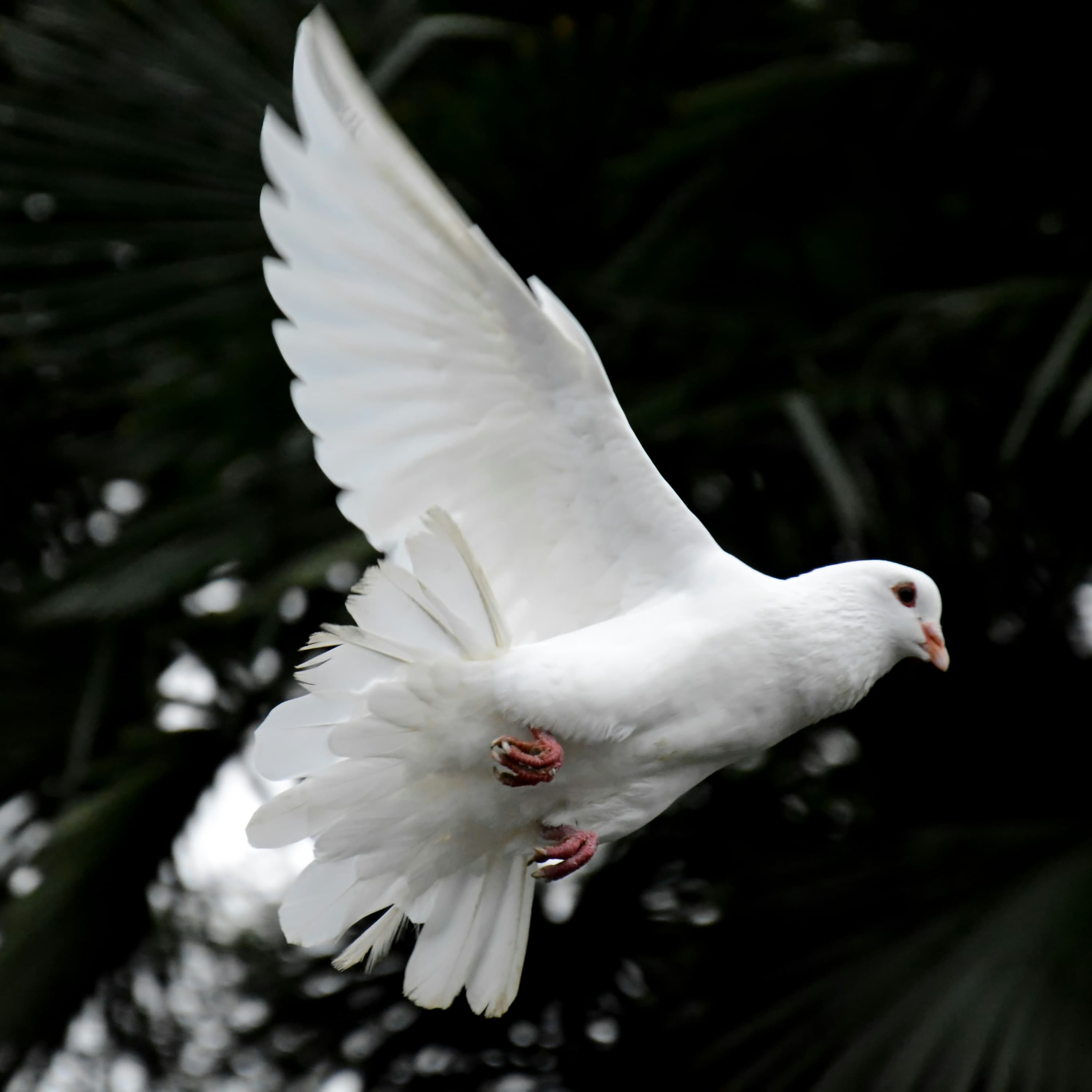 Vive un continuo Pentecostés!